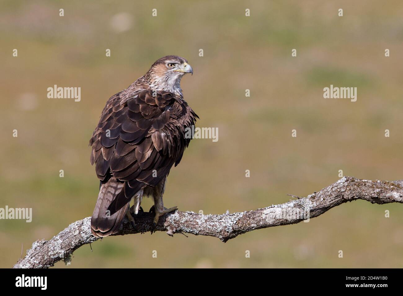 Bonellis Adler (Aquila fasciata), Andalusien, Spanien Stockfoto