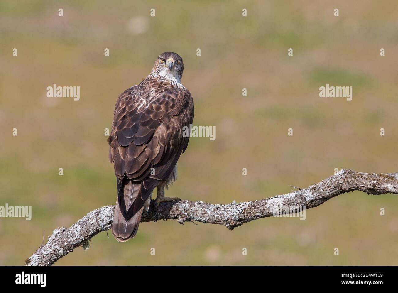 Bonellis Adler (Aquila fasciata), Andalusien, Spanien Stockfoto