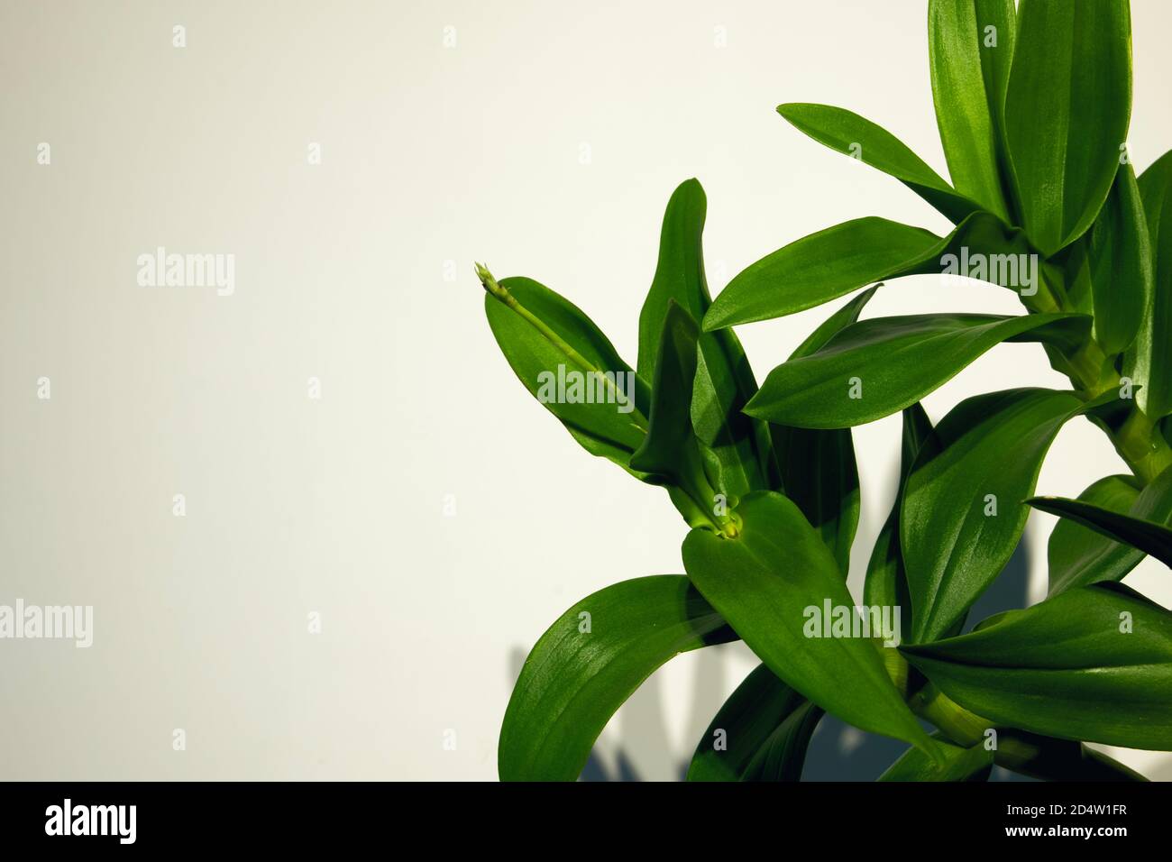 Nahaufnahme von hellgrünen Pflanzen auf weißem Hintergrund. Leerer Kopierraum für Text, horizontale Komposition. Abstrakt, Hintergrund Stockfoto