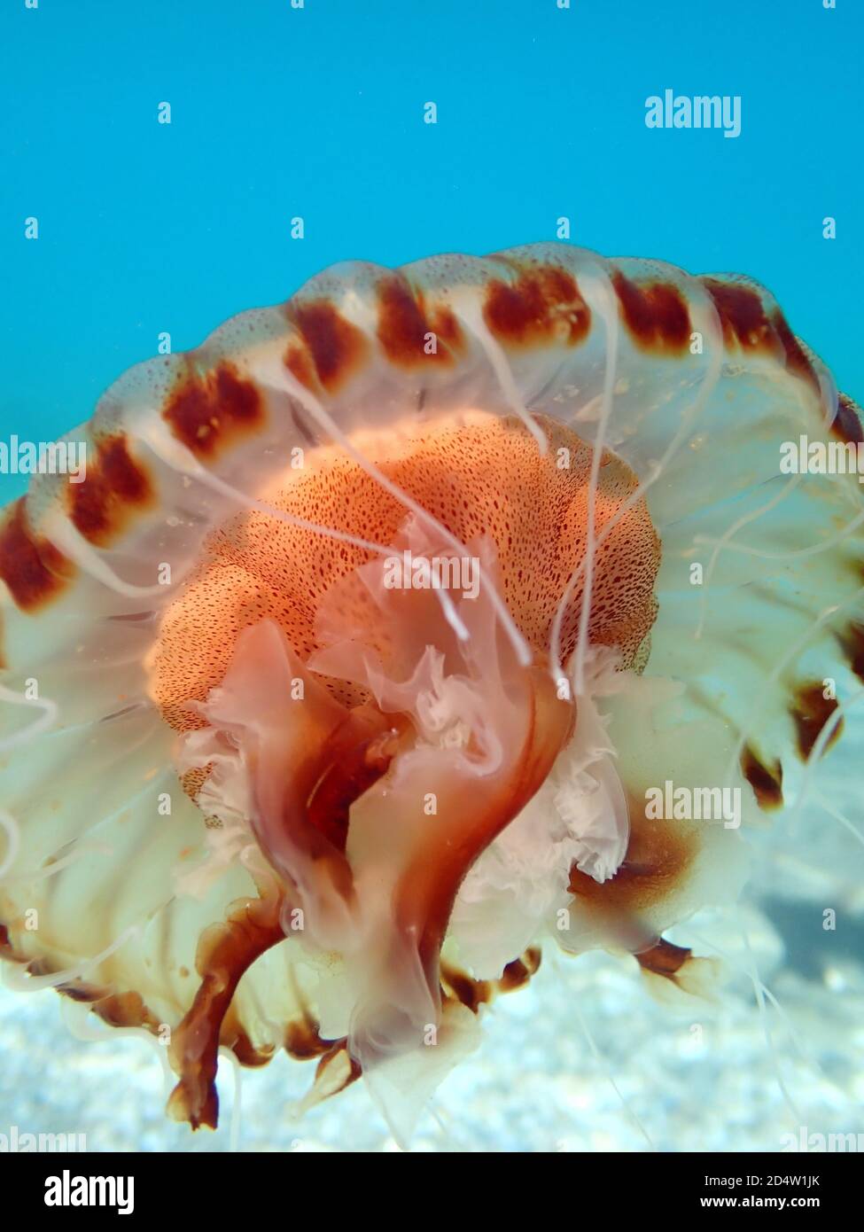 Nahaufnahme einer Kronenqualle im Meer Stockfoto