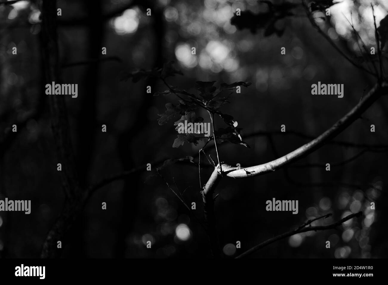 Schöne schwarz-weiße Natur-Foto von Baum Zweig mit neuem Wachstum. Horizontale Komposition, Vollformat, Querformat, Kopierbereich. Stockfoto