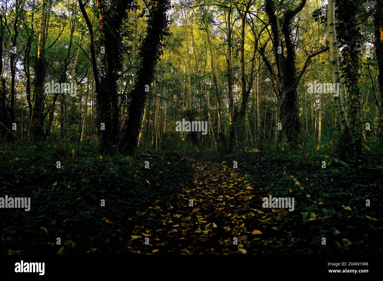 Laubbedeckter Weg durch schöne Wälder am Herbsttag. Landschaft, horizontal, Vollformat, abnehmende Perspektive des Weges in Wäldern. Stockfoto