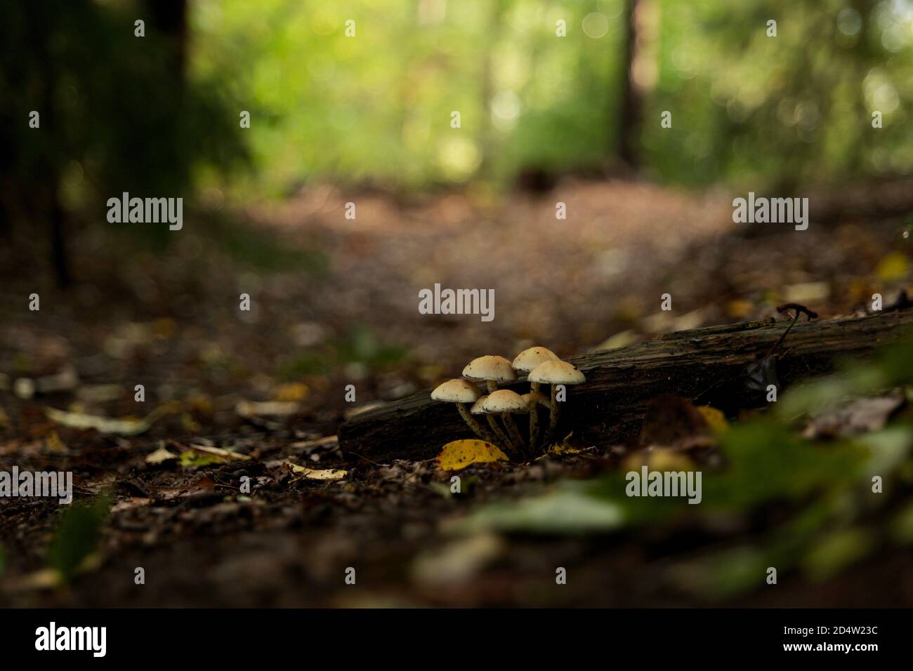 Die Gruppe der wilden Pilze, die auf dem Balken im Wald wachsen. Vollformat, Fokus auf Mittelfeld, Naturfotografie. Stockfoto