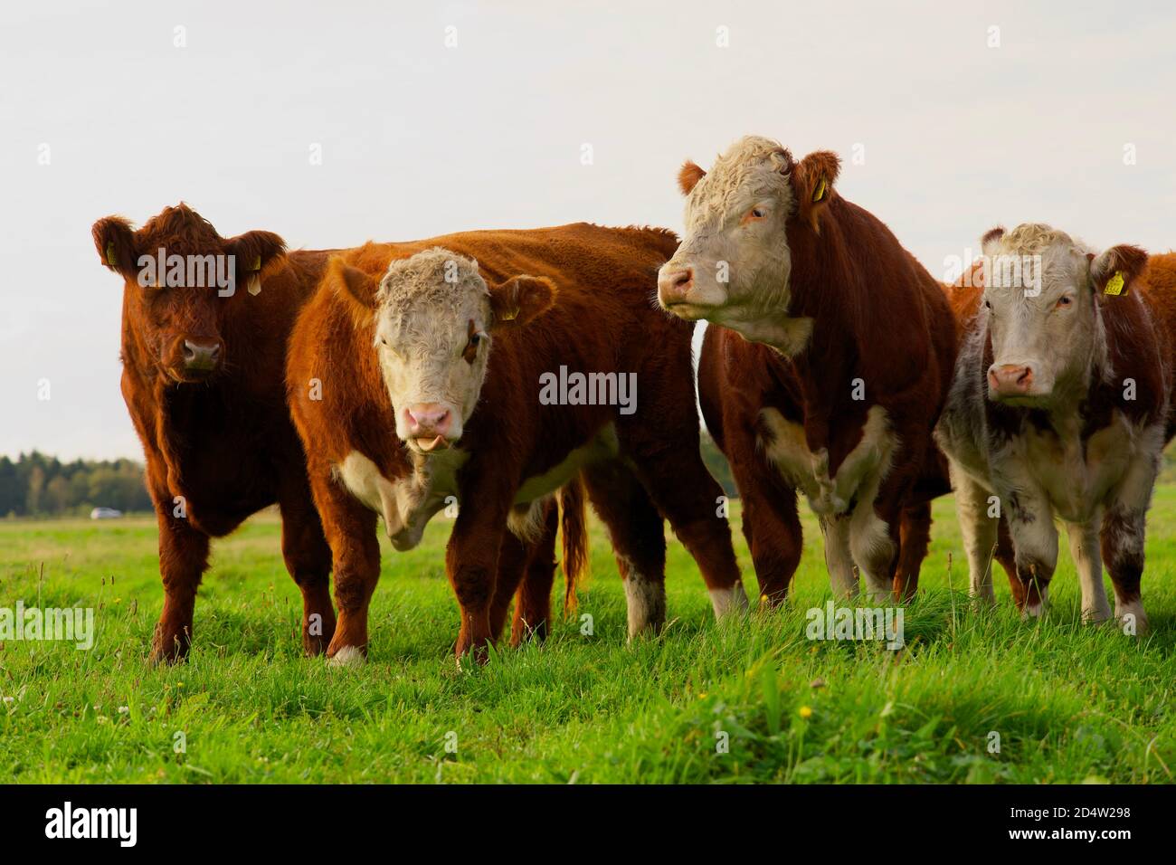 Vier Kühe, die auf der Weide auf dem Bauernhof grasen. Porträt, Vollformat, horizontale Komposition. Stockfoto
