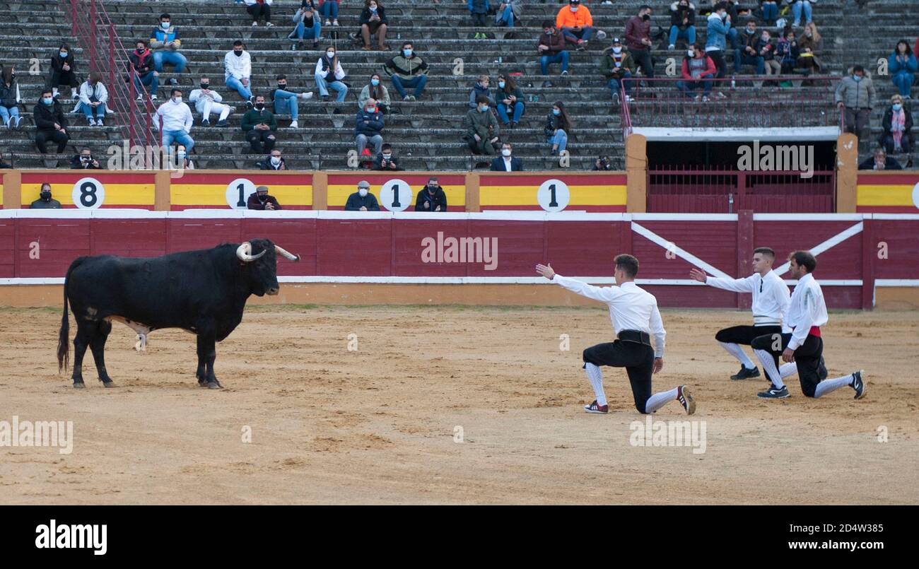 Die Stiertrimmer, nachdem sie den Schnitt zu den Stieren gemacht haben, zollen dem Stier Tribut, indem sie ein Knie nehmen.Feier der ersten Stierkampfshow in Navarra im Herzen der Covid-19 Pandemie. Stockfoto