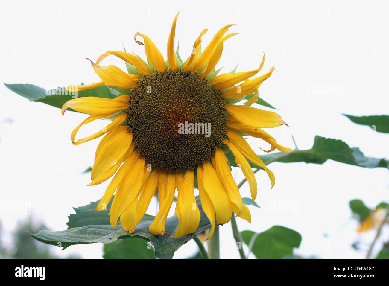 Helle Sonnenblumen auf weißem Hintergrund Stockfoto