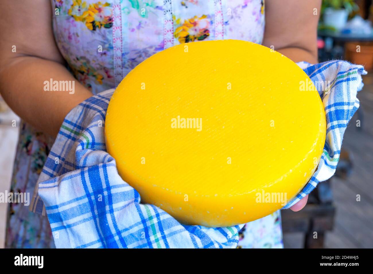Gelber Käsekopf in einem karierten Handtuch in Frauenhänden gewickelt. Runder Käsekopf . Eine Erwachsene kaukasische Frau hält das Produkt in ihren Händen. Ziegenkäse. Selbstgemacht. Stockfoto