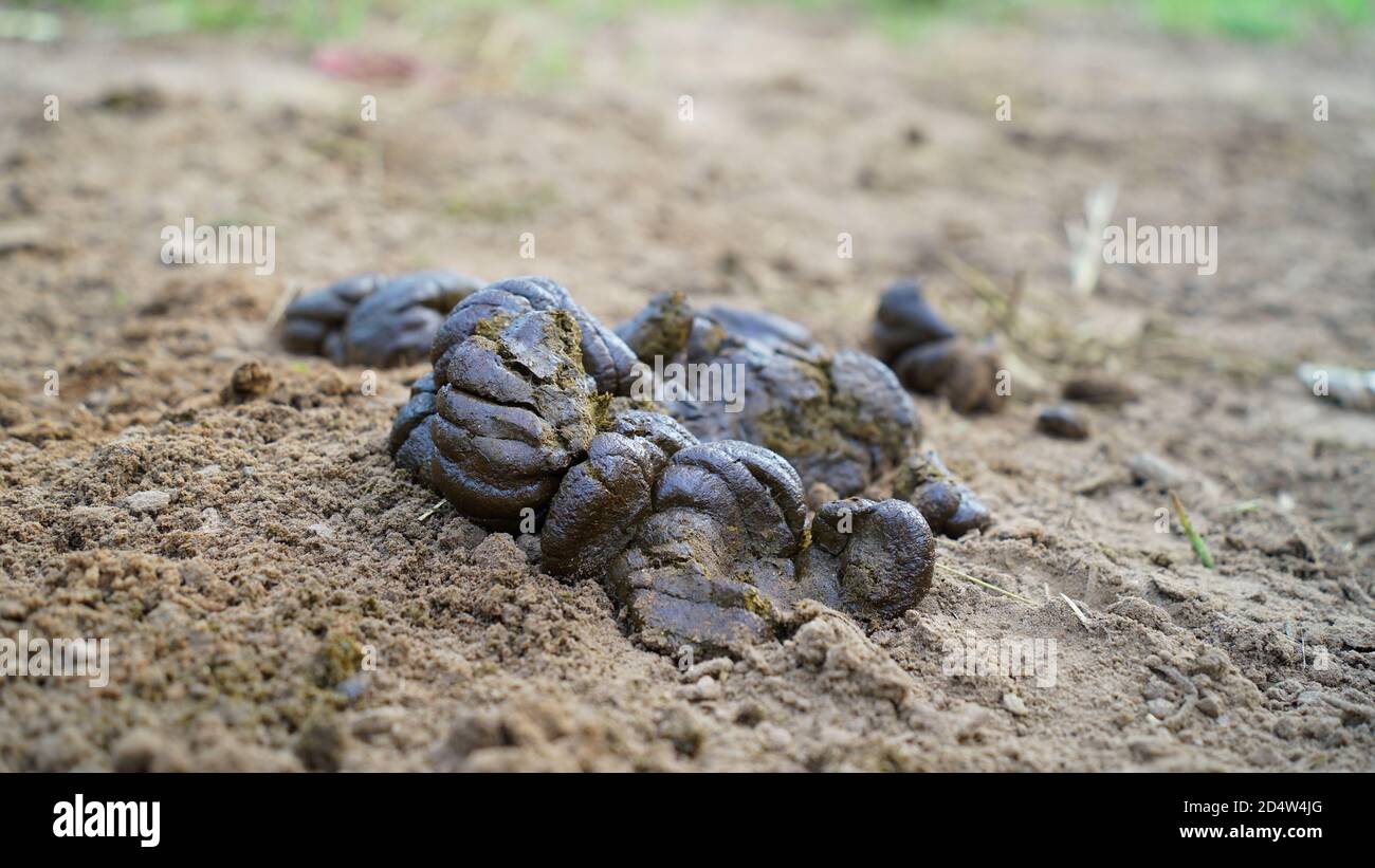 Kuhdung, Penny von der Kuh auf dem Boden kann im Freien trocken sein. Stockfoto