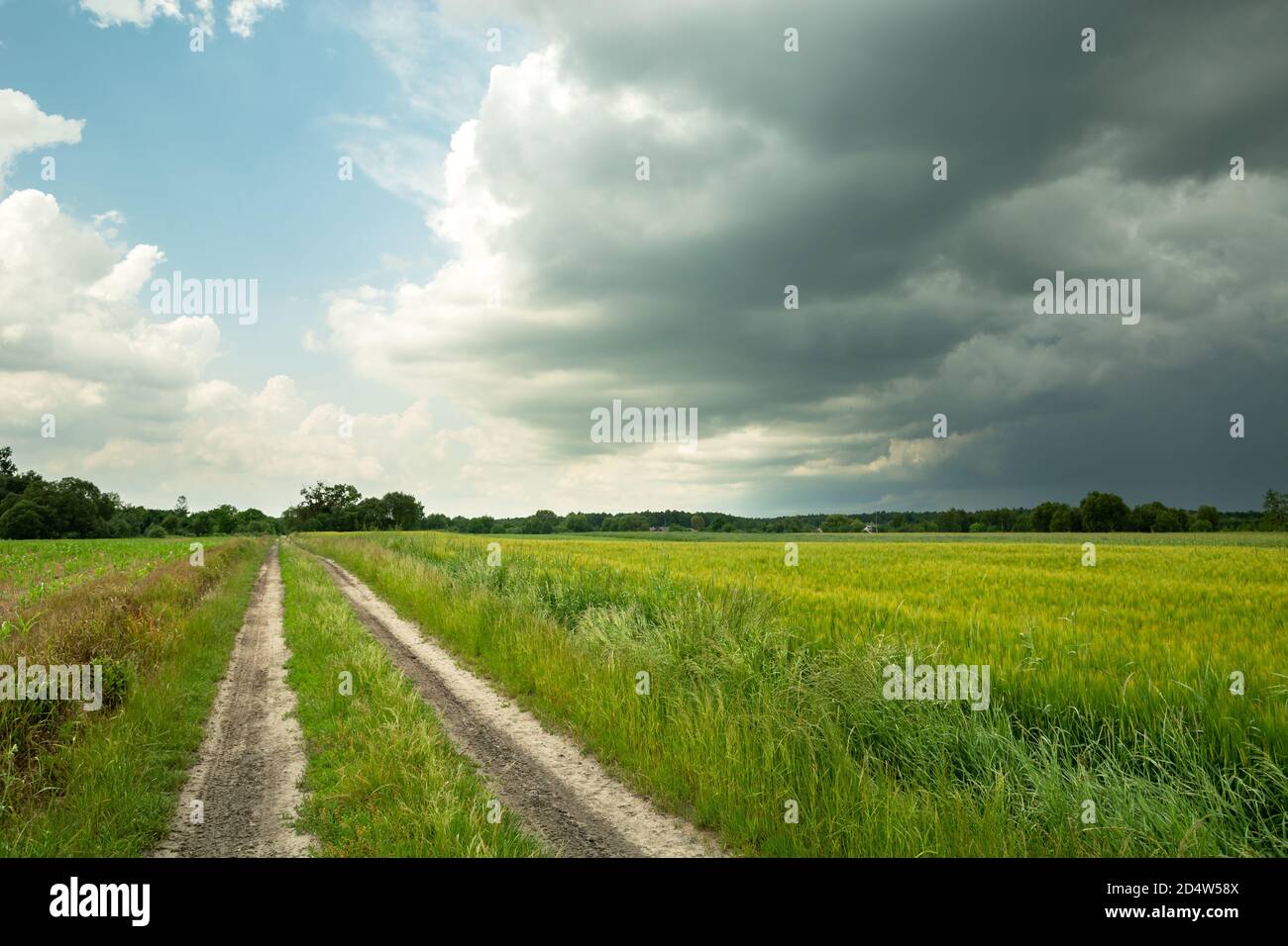 Dunkle Sturmwolken und unbefestigte Straße neben grünem Korn Stockfoto