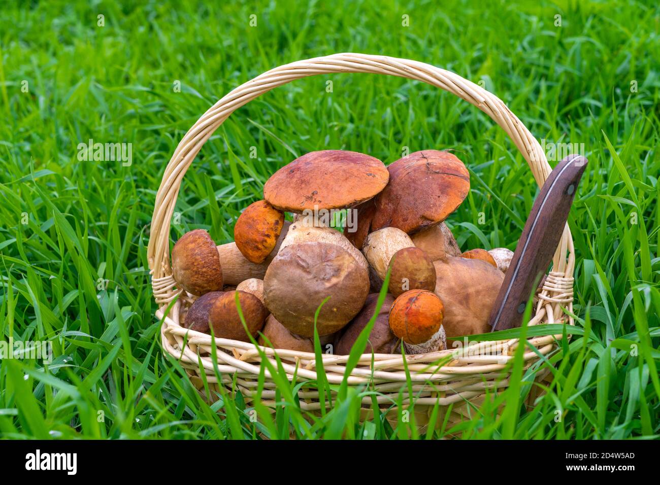 Verschiedene rohe Pilze in einem Weidenkorb auf dem Gras. Das Messer ragt aus dem Korb heraus. Steinpilze, Birkenpilze, Steinpilze. Speicherplatz kopieren. Stockfoto