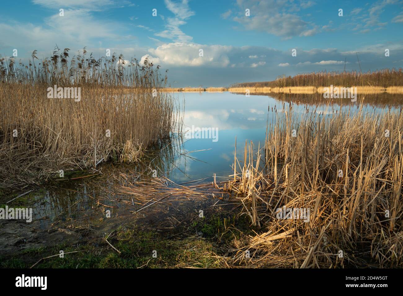Schilf am Ufer eines ruhigen Sees und ein Wolke am Himmel Stockfoto