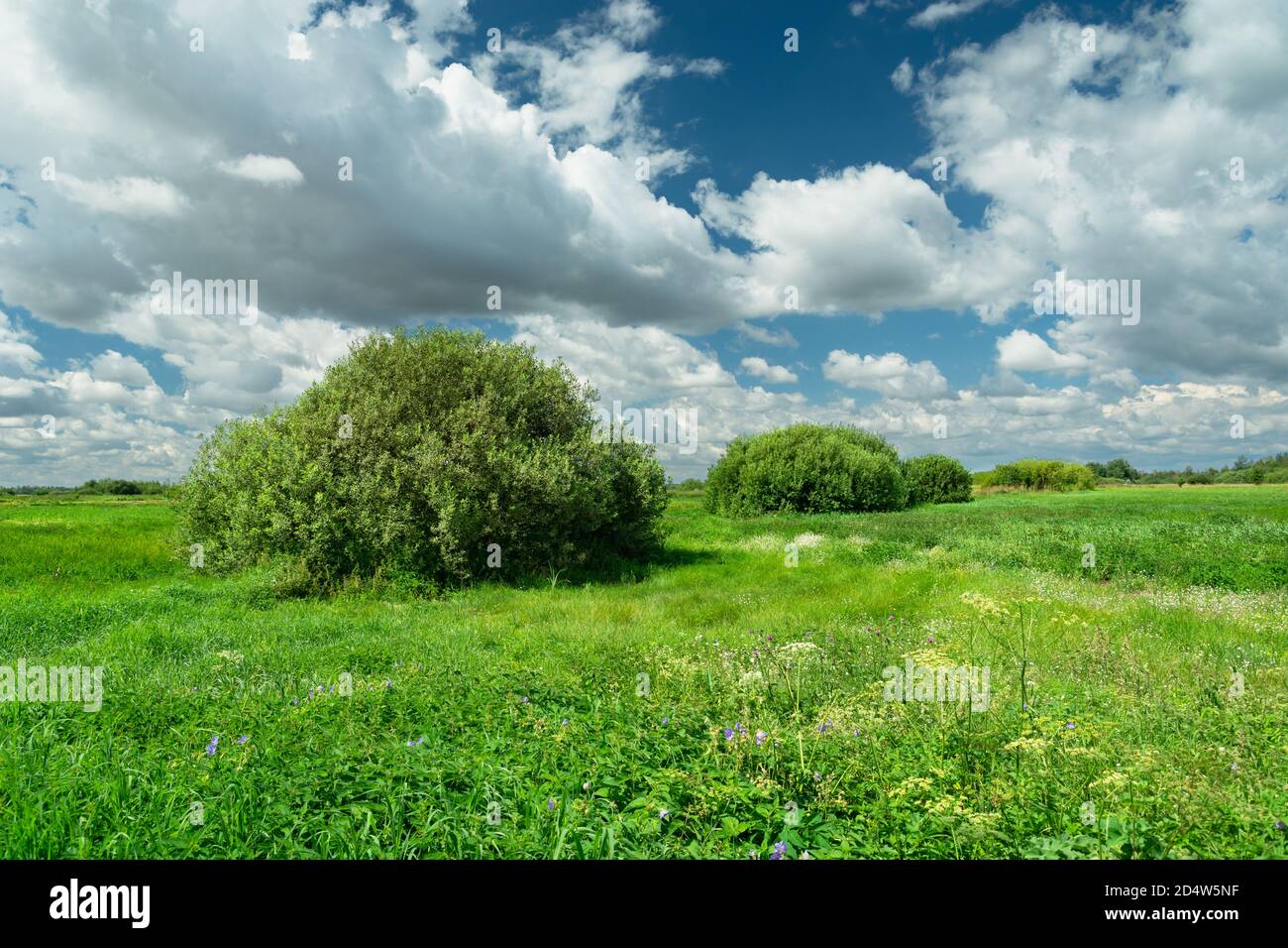Büsche auf einer grünen Wiese, weiße Wolken am blauen Himmel Stockfoto