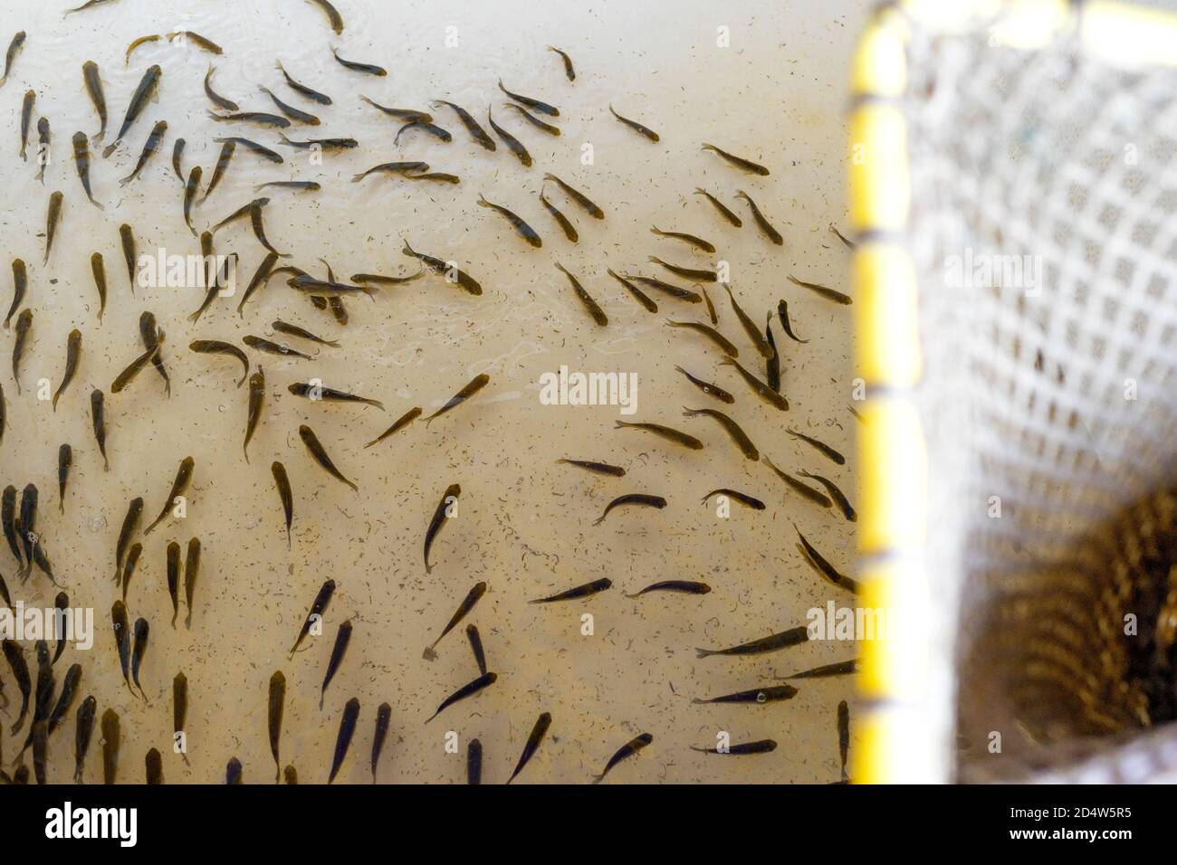 Nahaufnahme von Karpfenbraten und einem Netz in einem Tank bei einer Fischbrut. Den Behälter auffüllen. Selektiver Fokus. Stockfoto