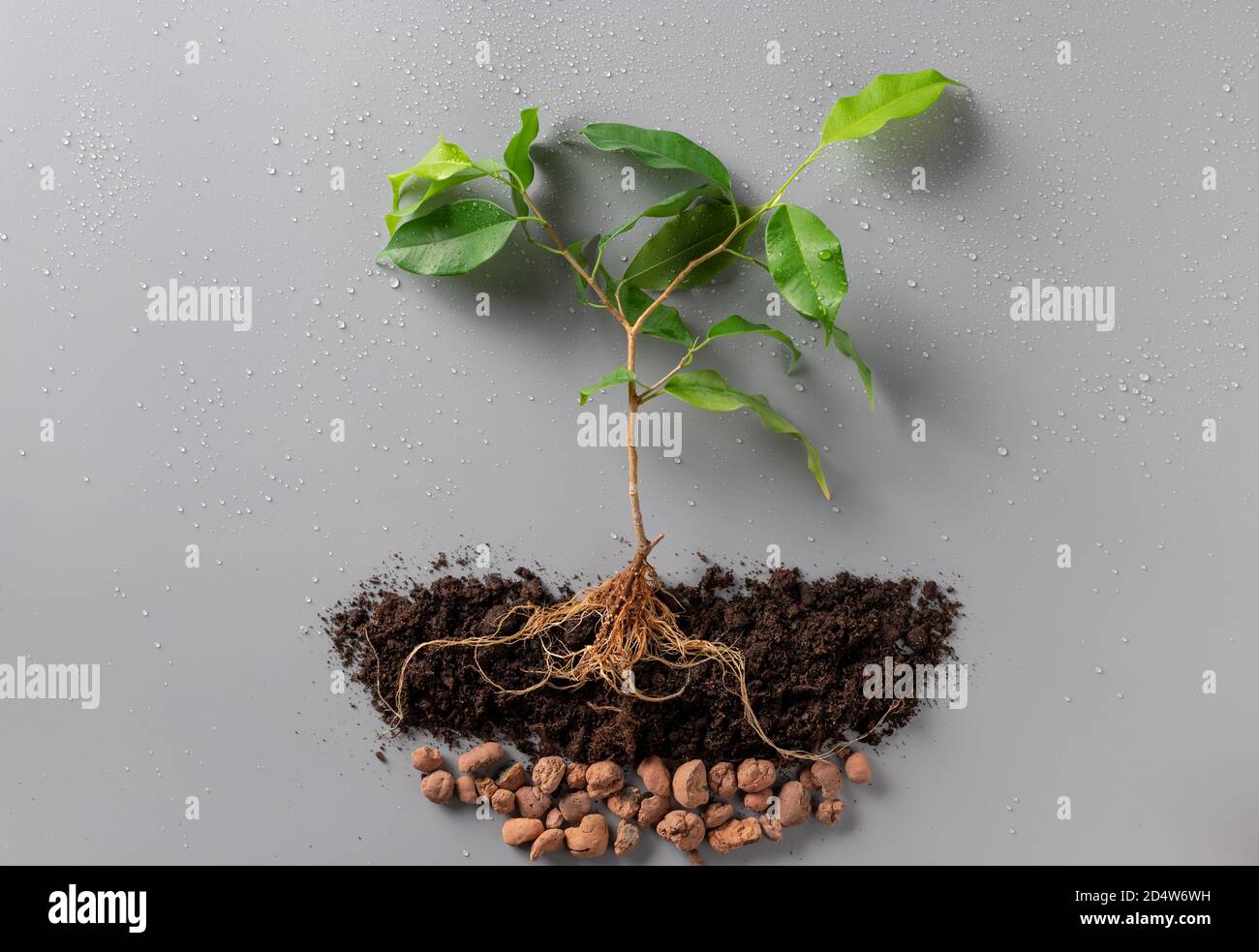 Junge grüne Pflanze mit Boden, Drainage und Wassertropfen. Welttag Der Erde. Stockfoto