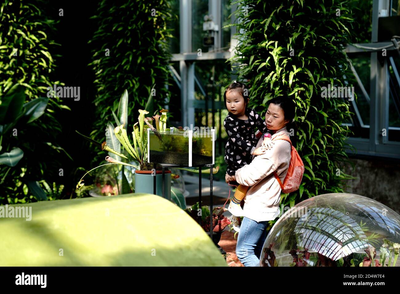 Shanghai. Oktober 2020. Touristen sehen eine Insektenfresser Pflanze im Shanghai Botanical Garden in Ostchina Shanghai, 11. Oktober 2020. Mehr als 250 Sorten von Insektenfressenden Pflanzen sind während der 2. Insektenfresserei Ausstellung zu sehen. Quelle: Zhang Jiansong/Xinhua/Alamy Live News Stockfoto