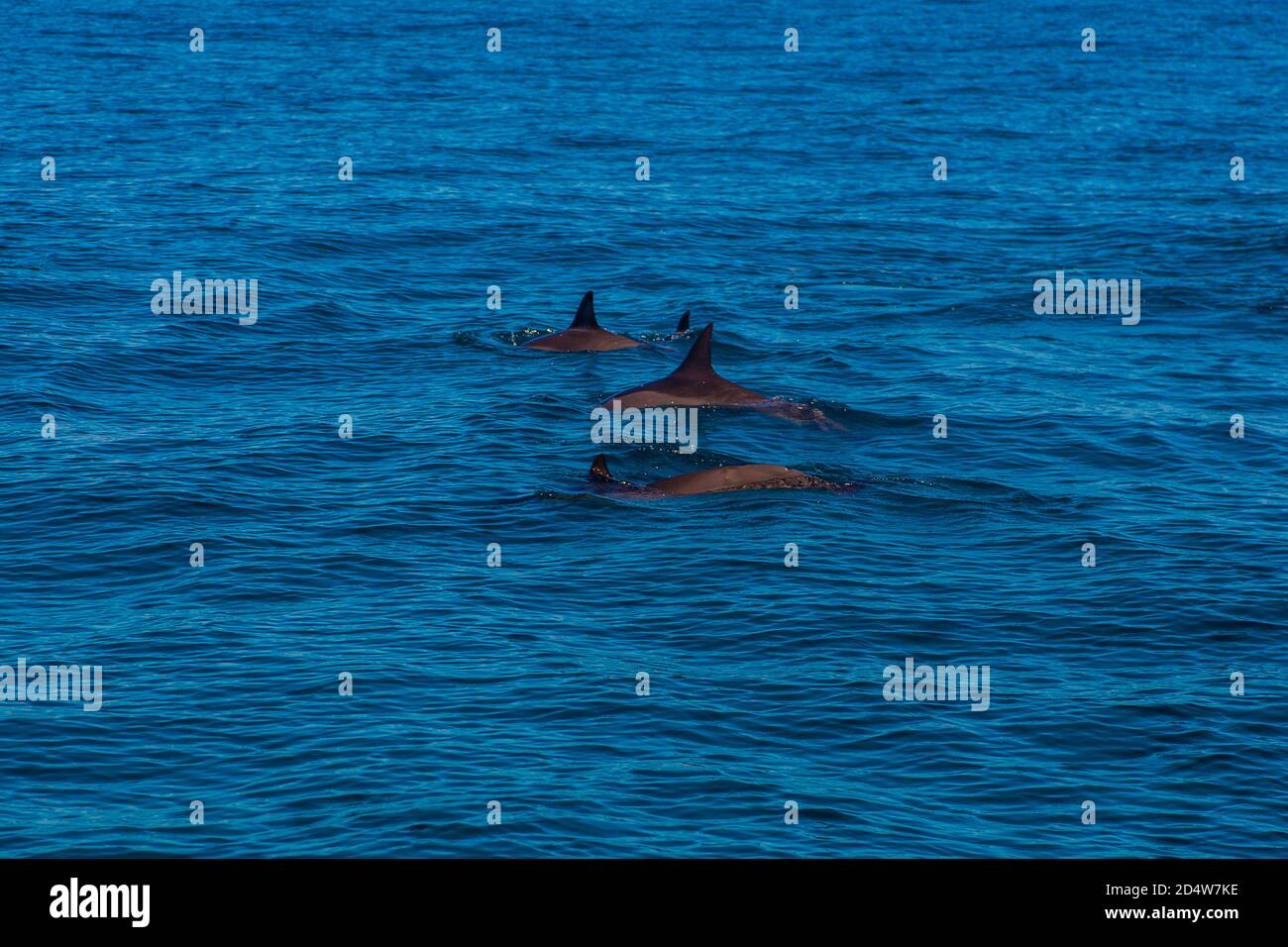 Schöne Aussicht auf Delfine schwimmen in der Nähe der Na Pali Küste Klippen  auf Kauai Insel, Hawaii Stockfotografie - Alamy