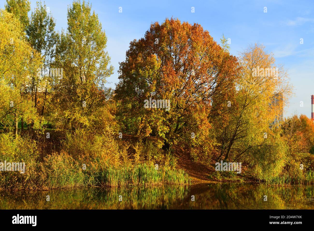 Herbstlandschaft. See in Mitino malerischer Landschaftspark. Moskau, Russland Stockfoto