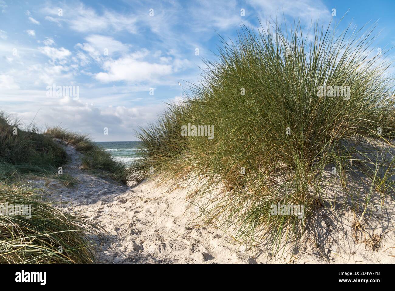 Dünengebieten Grass auf Sanddüne Stockfoto