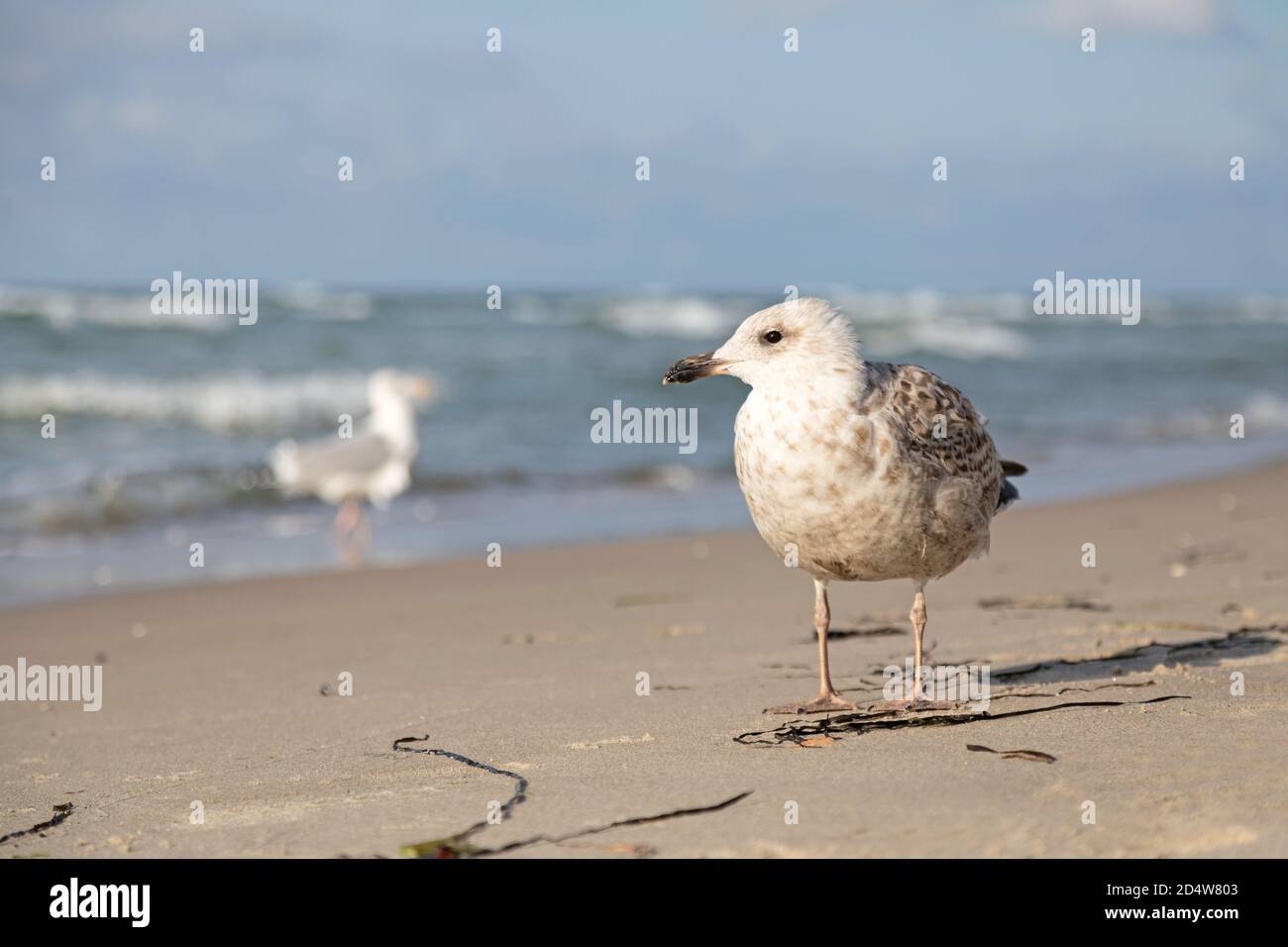 möwe an einem Sandstrand an der ostsee Stockfoto