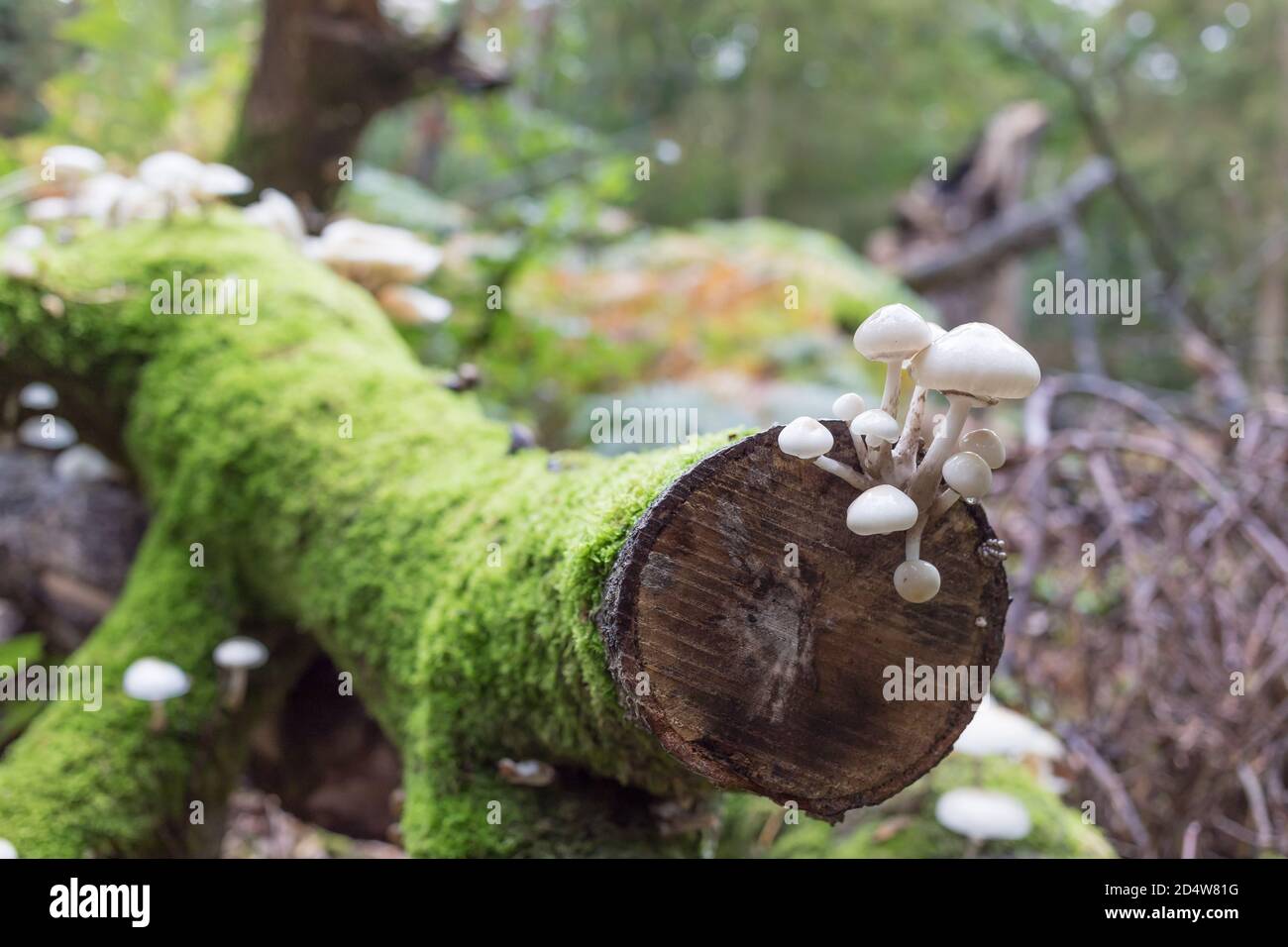Weiße Pilze auf einem moosigen Baumstamm Stockfoto