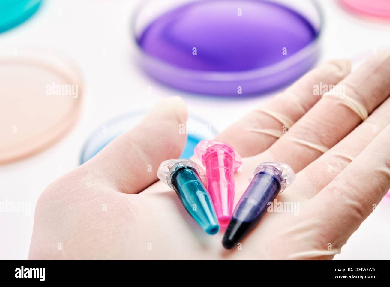 Eppendorf Röhrchen mit blauen, grünen und rosa Flüssigkeiten in der Hand des Wissenschaftlers auf dem Hintergrund von Petrischalen für die mikrochemische Analyse. Stockfoto