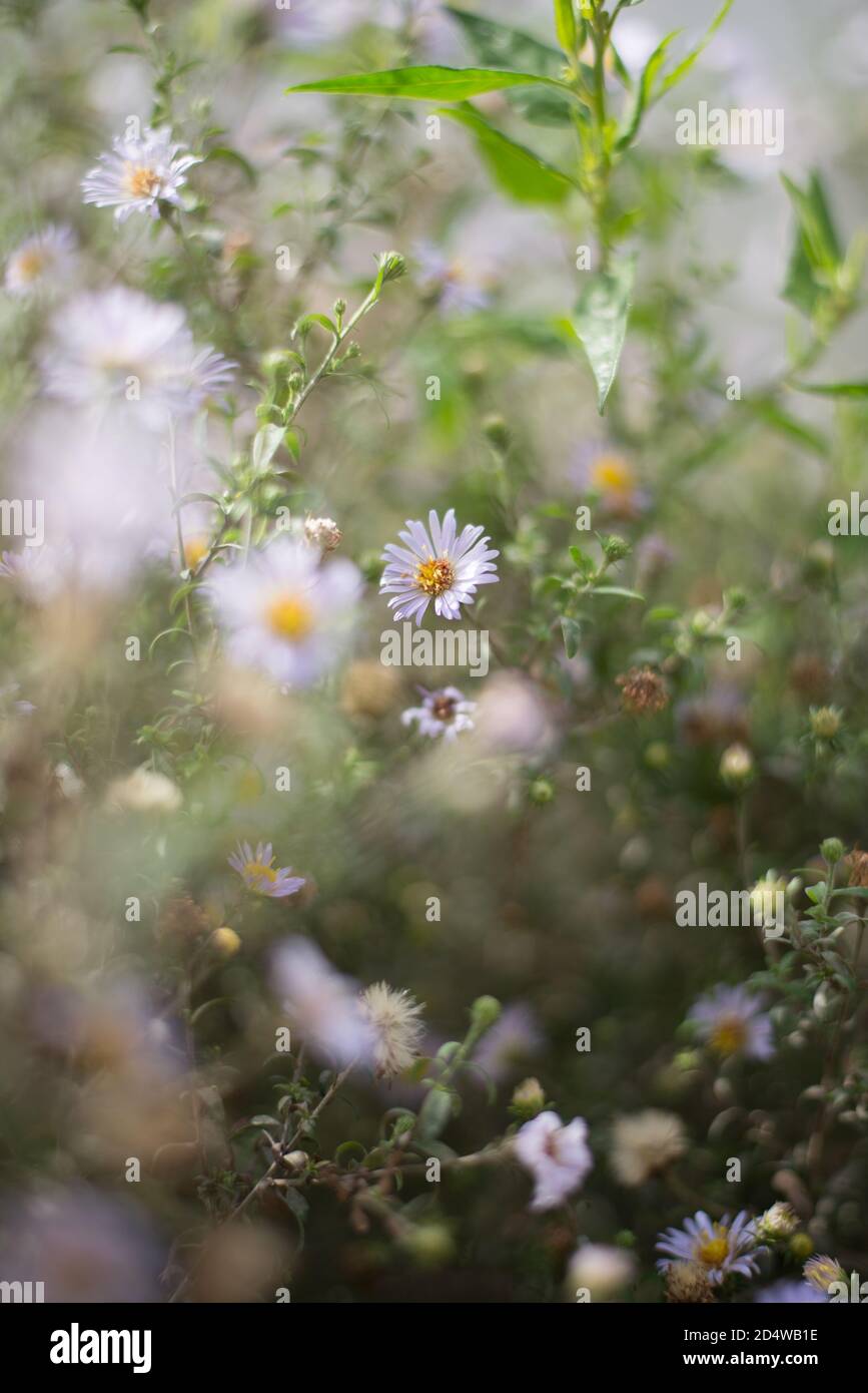 Ochsenauge-Ochsenauge-Daisy Leucanthemum Vulgare-Buschpflanze Stockfoto