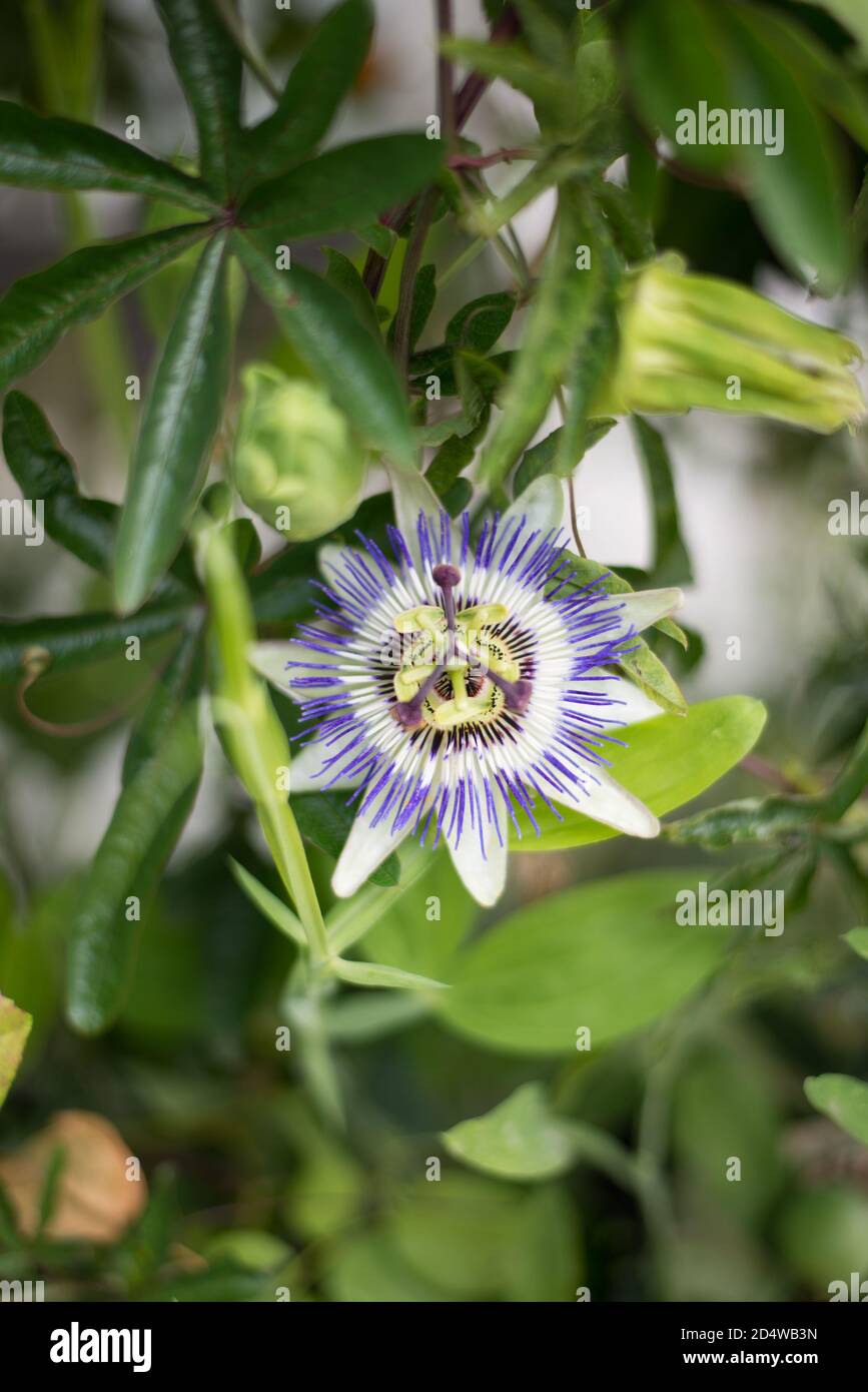 Passiflora caerulea passifloraceae Fotos und Bildmaterial in hoher