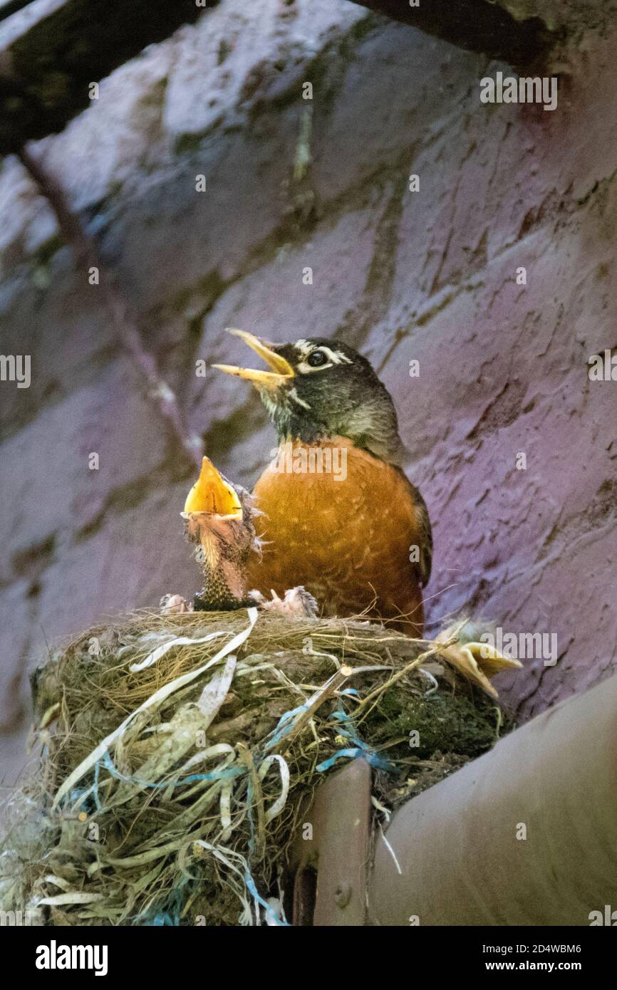 Erwachsener amerikanischer Robin, Turdus Emigrantorius, mit drei Küken im Nest, die mit offenen Schnäbeln zu singen scheinen, New York City, USA Stockfoto