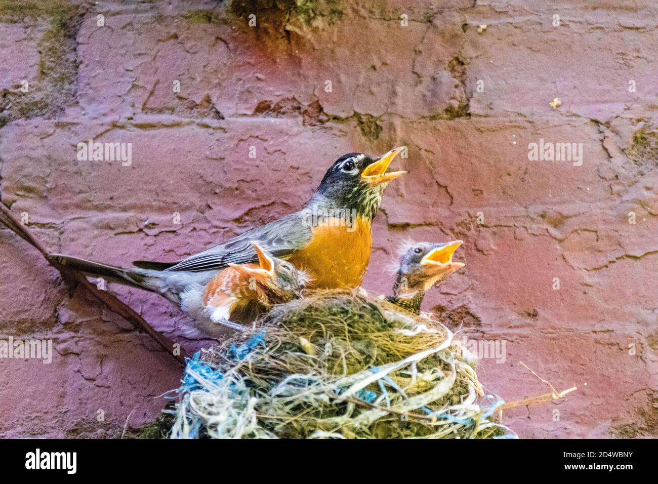 Erwachsener amerikanischer Robin, Turdus Emigrantorius, mit zwei Küken im Nest, die mit offenen Schnäbeln zu singen scheinen, New York City, USA Stockfoto