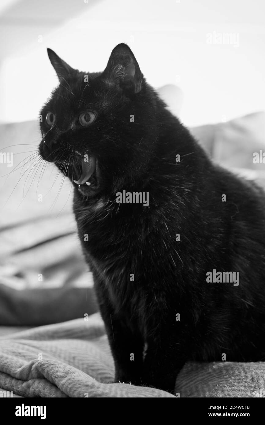 Nahaufnahme einer schwarzen Hauskatze, die auf einer flauschigen Katze sitzt Decke und Gähnen mit weit geöffnetem Mund Stockfoto