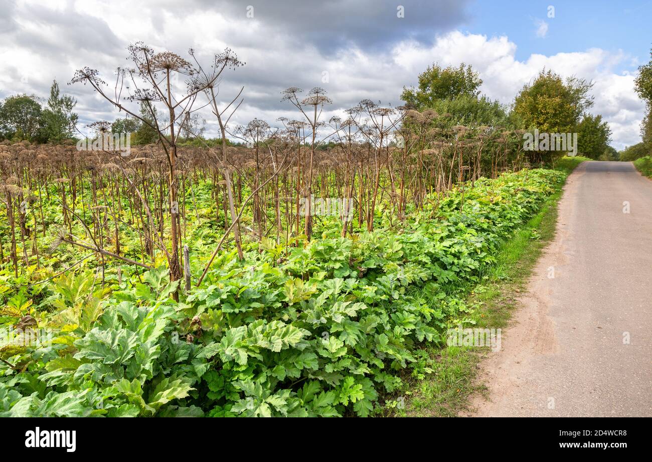 Kuh Pastinak oder das giftige Kraut im Sommer sonnigen Tag. Umweltproblem Stockfoto