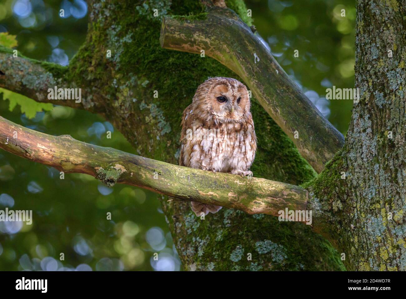 Die Waldkauz oder Brauneule (Strix aluco) ist eine stämlige, mittelgroße Eule, die häufig in Wäldern in weiten Teilen der Paläarktis zu finden ist. Stockfoto