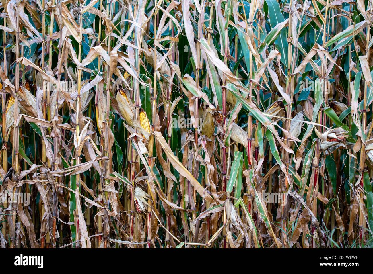 Nahaufnahme von Wisconsin Feldmais im Oktober bereit für die Ernte, horizontal Stockfoto