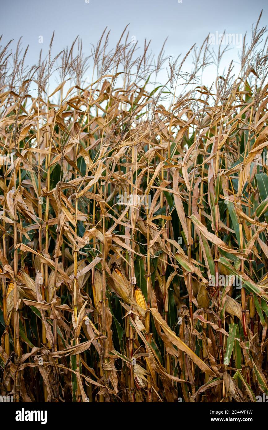 Nahaufnahme von Wisconsin Feldmais im Oktober bereit für die Ernte, vertikal Stockfoto