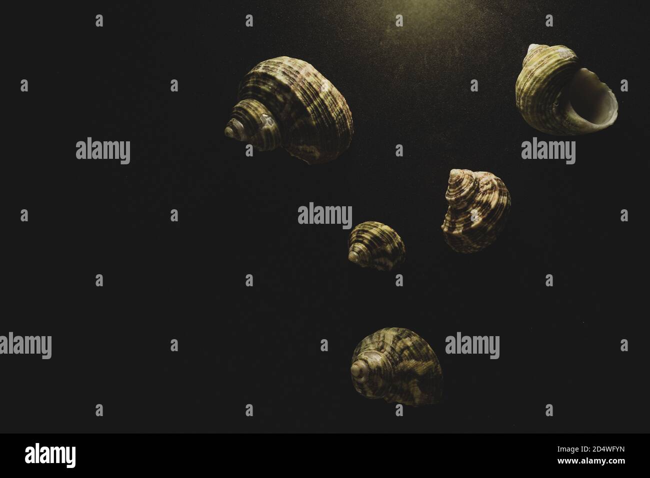 Turban Shell Makro Nahaufnahme, selektiver Fokus Stockfoto