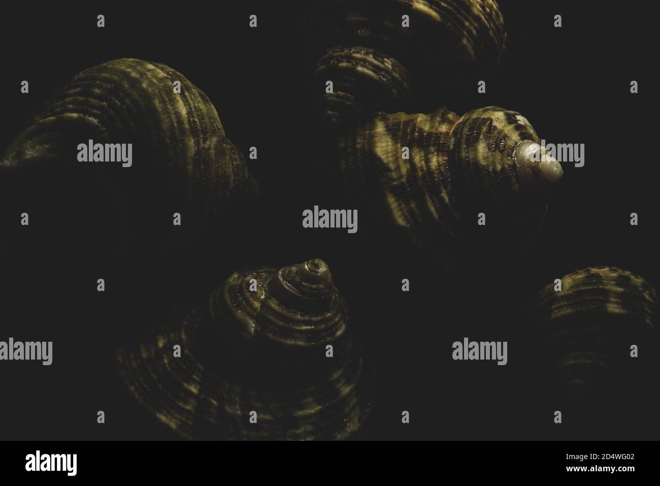 Turban Shell Makro Nahaufnahme, selektiver Fokus Stockfoto