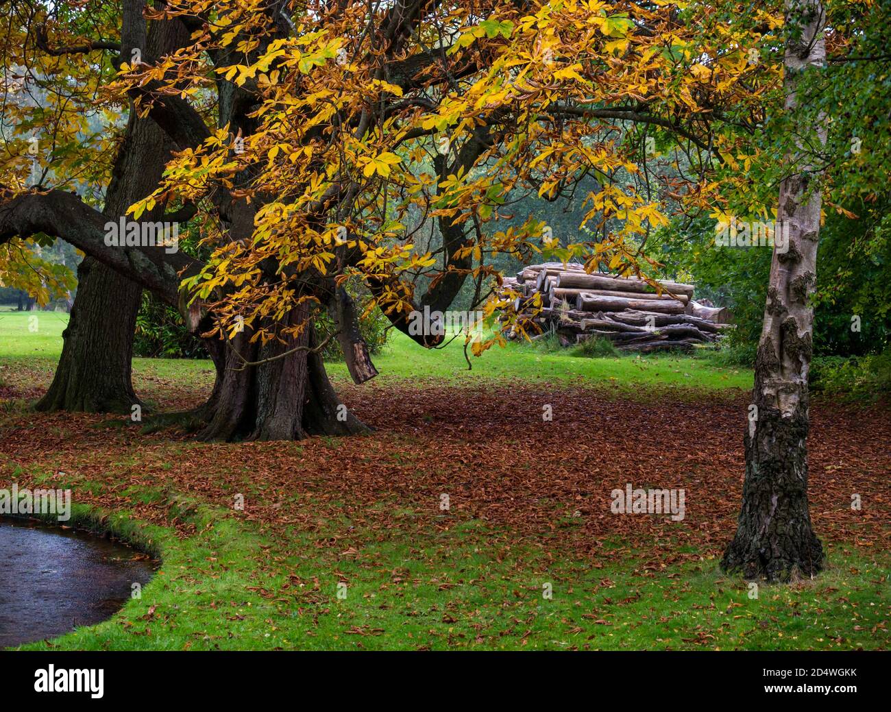 Haufen von Baumstämmen und Herbstbäumen bei nassem Wetter, Gosford Estate, East Lothian, Schottland, Großbritannien Stockfoto