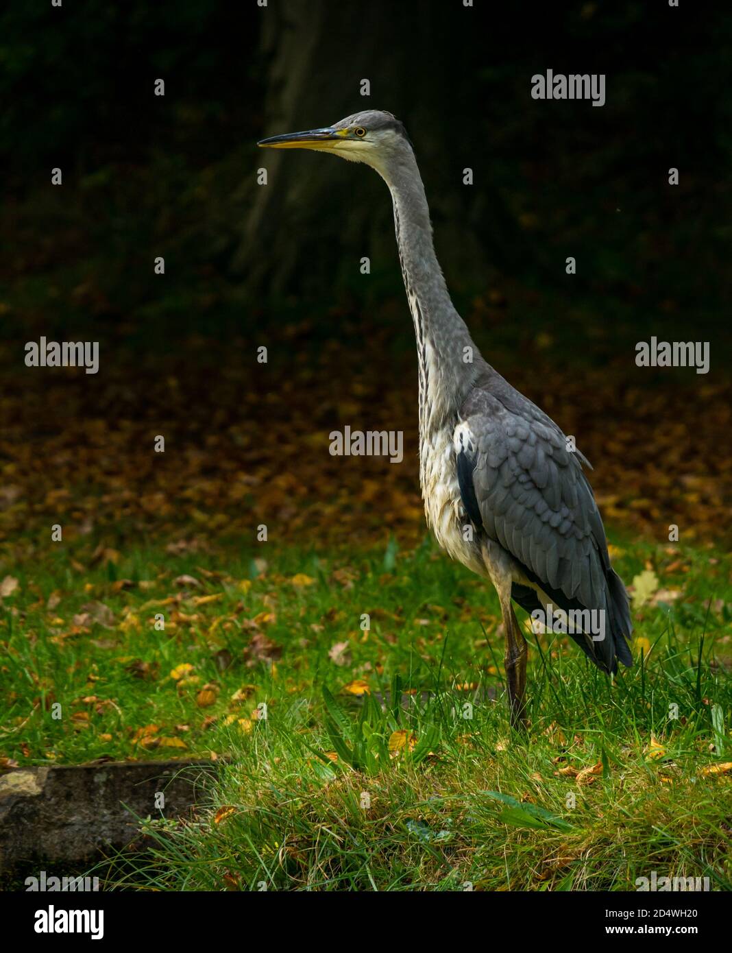 Graureiher (Ardea cinerea) hoch stehend und wachsam, Gosford Estate, East Lothian, Schottland, Großbritannien Stockfoto