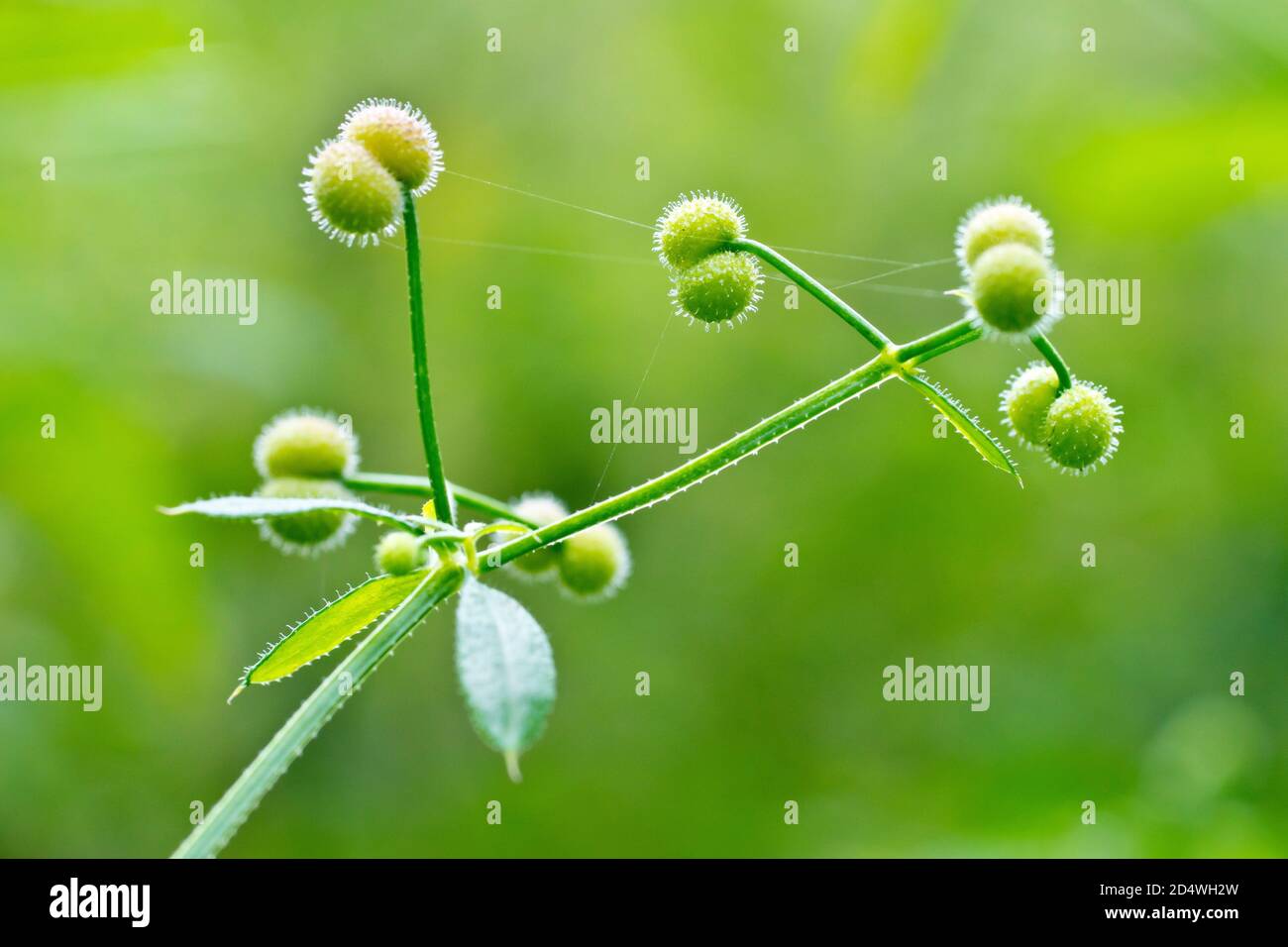 Stachelrasen (galium aparine), auch Cleavers oder Sticky Willie, Nahaufnahme der Früchte oder Samenkapseln, die die klebrigen Hakenhaare zeigen. Stockfoto