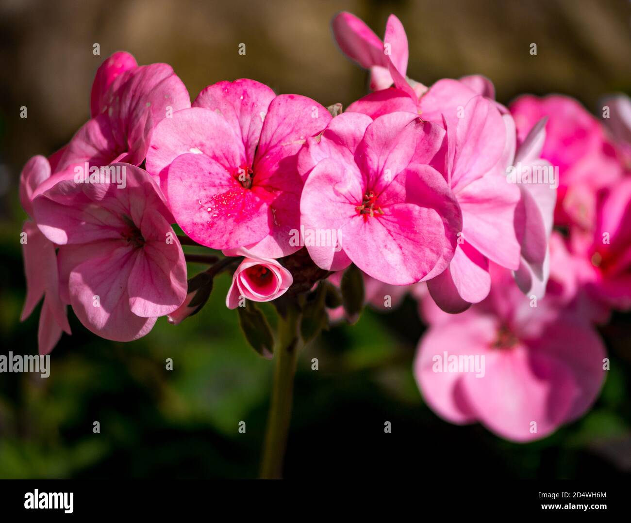 Nahaufnahme von rosa Blütenblättern der Geranienblüten, Großbritannien Stockfoto