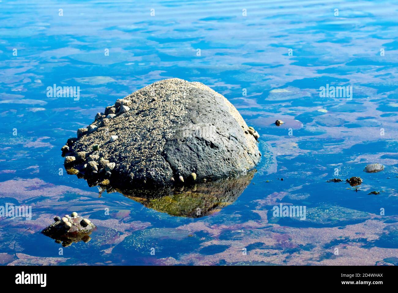 Ein schwarzer Felsen, übersät mit Seepocken und Limetten, sitzt in der Mitte eines Felsenpools am Strand, der blaue Himmel spiegelt sich im Wasser. Stockfoto