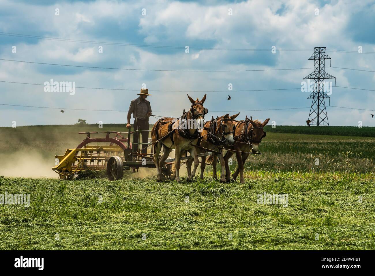 Amish, County Lancaster, PA. USA Stockfoto