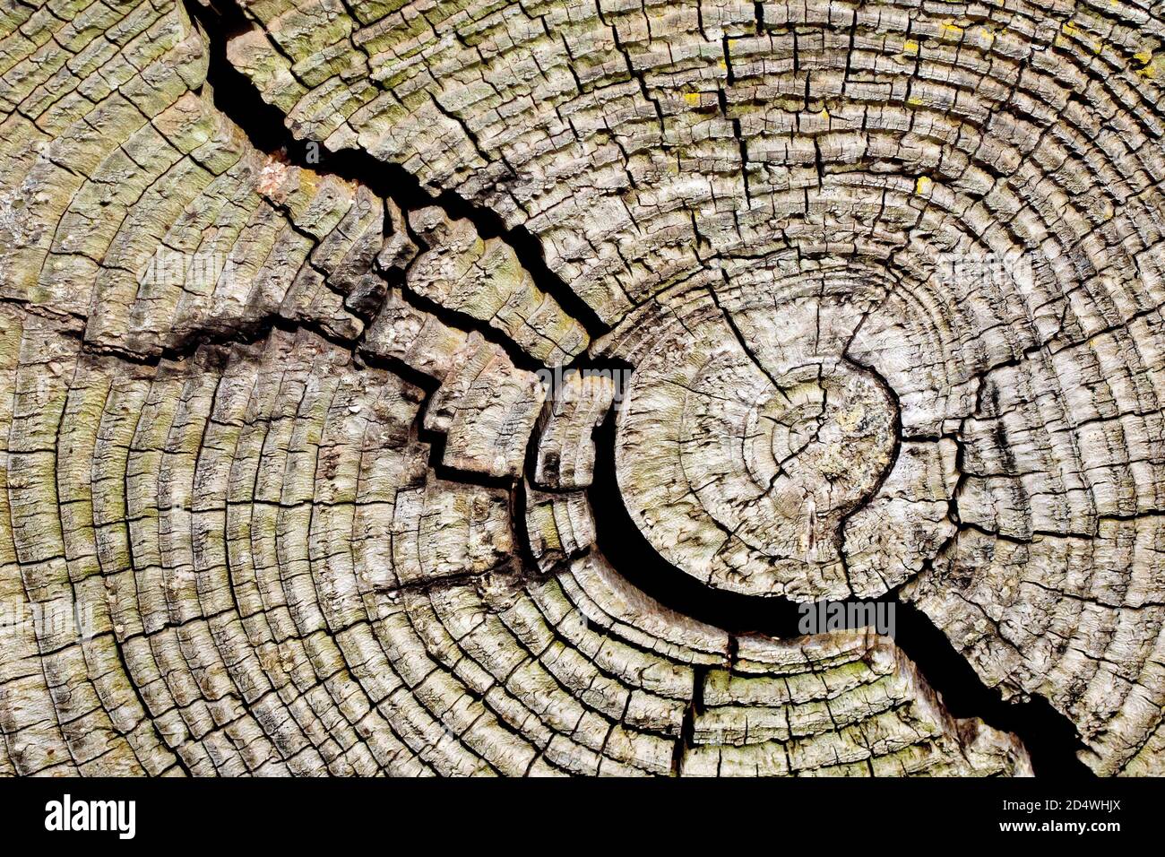 Nahaufnahme der Ringe eines alten, rissigen und verfallenden Baumstumpens. Stockfoto