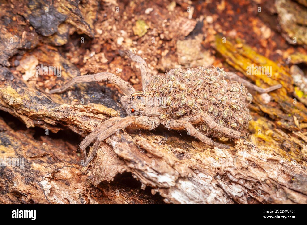 Eine Wolfsspinne (Tigrosa georgicola), die Spinnenlinge auf dem Rücken trägt. Stockfoto