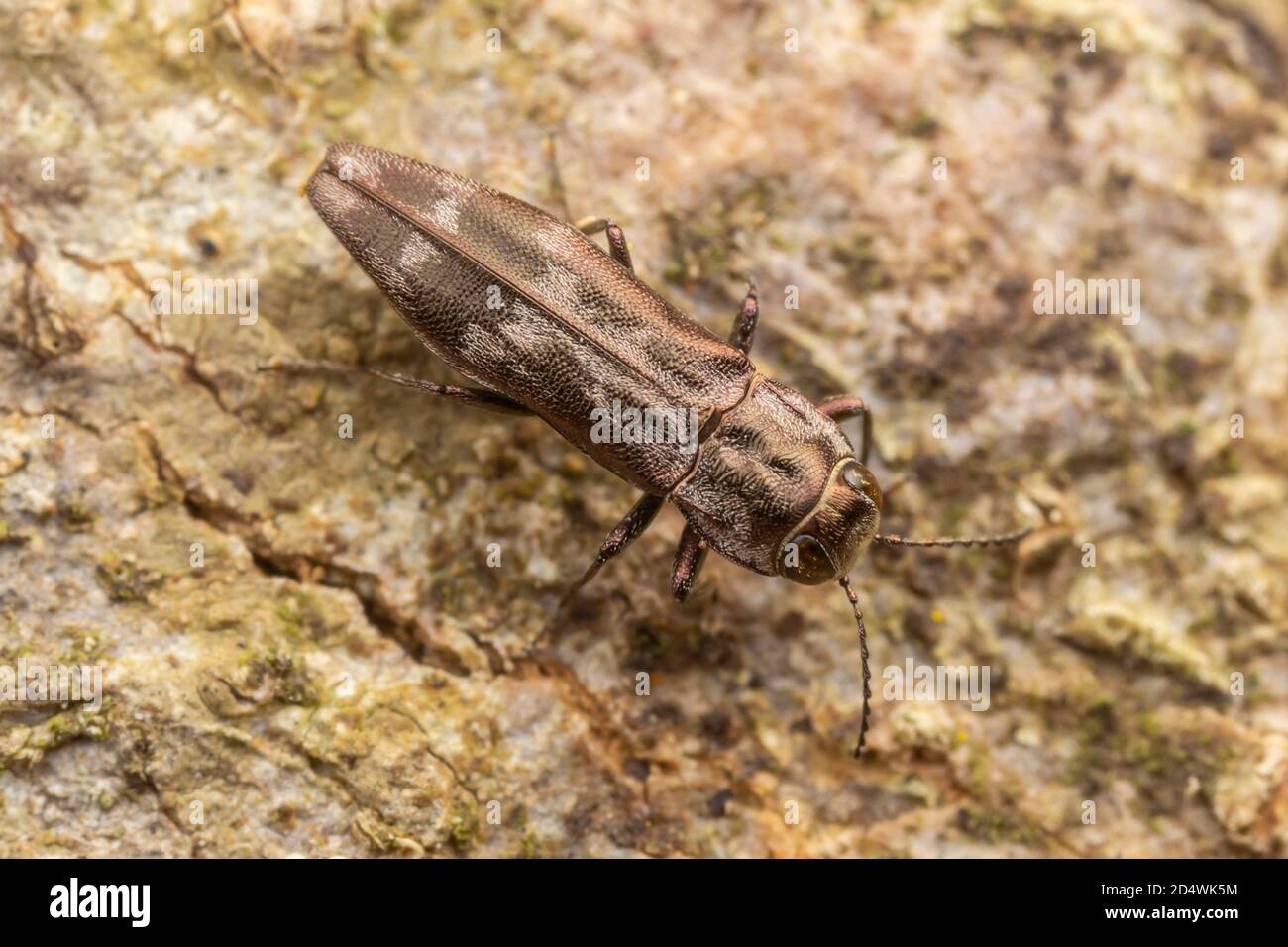 Metallic Wood-Boring Beetle (Agrilus lecontei) Stockfoto