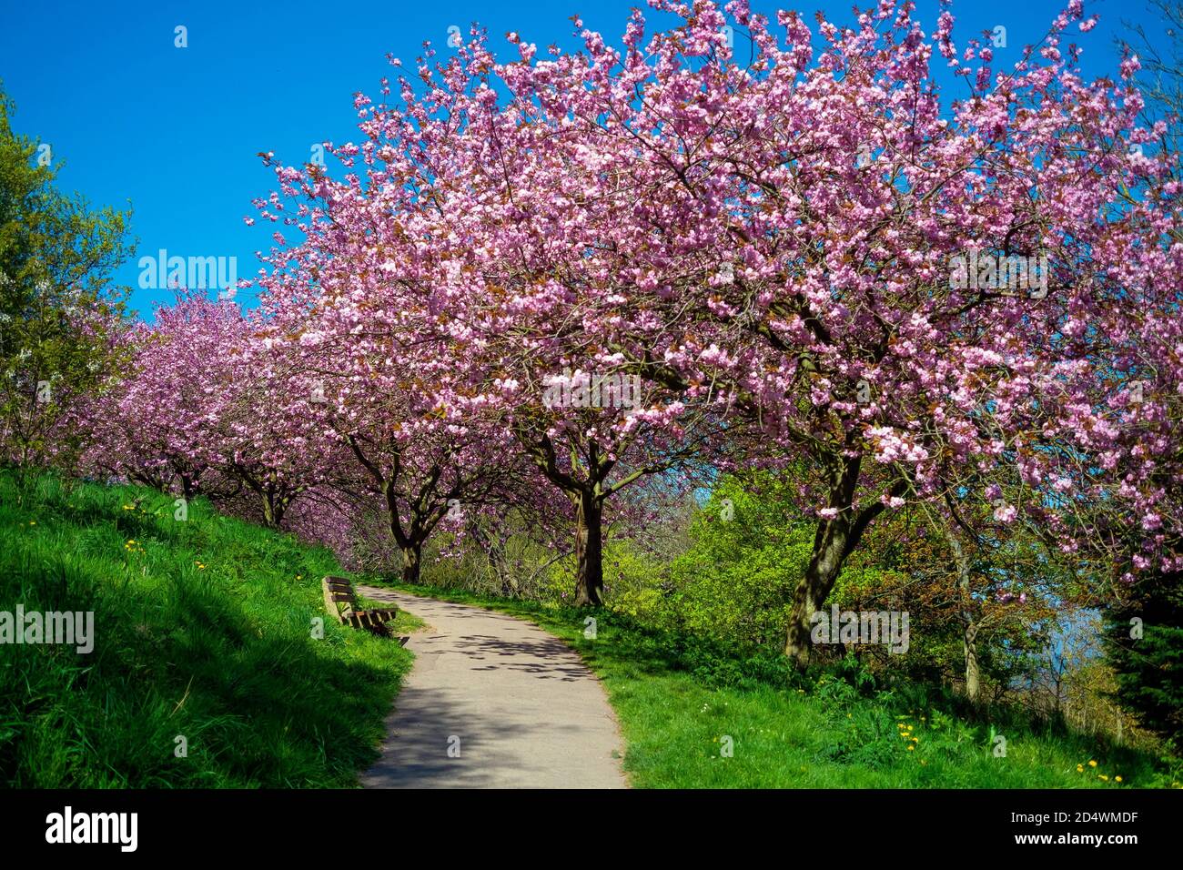 Frühling in England mit blütenbedeckten Kirschbäumen Kurvender Weg ohne Menschen Stockfoto