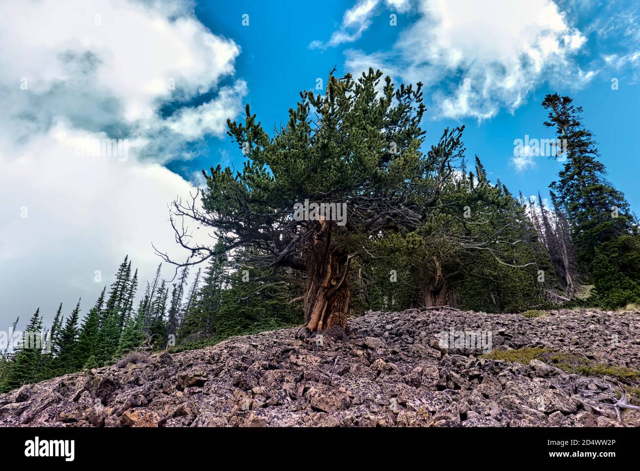 Knorrige alte Ponderosa-Kiefer, Colorado Trail, Colorado, USA Stockfoto