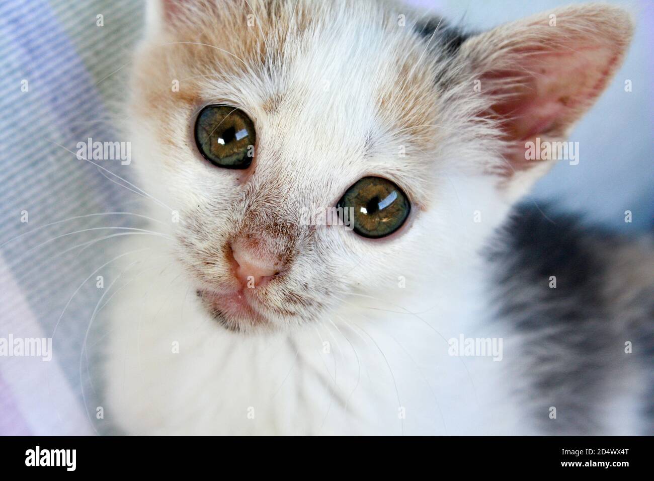Weiße Katze mit beige und grau Flecken Blick auf ein Winkel in die Kamera Stockfoto