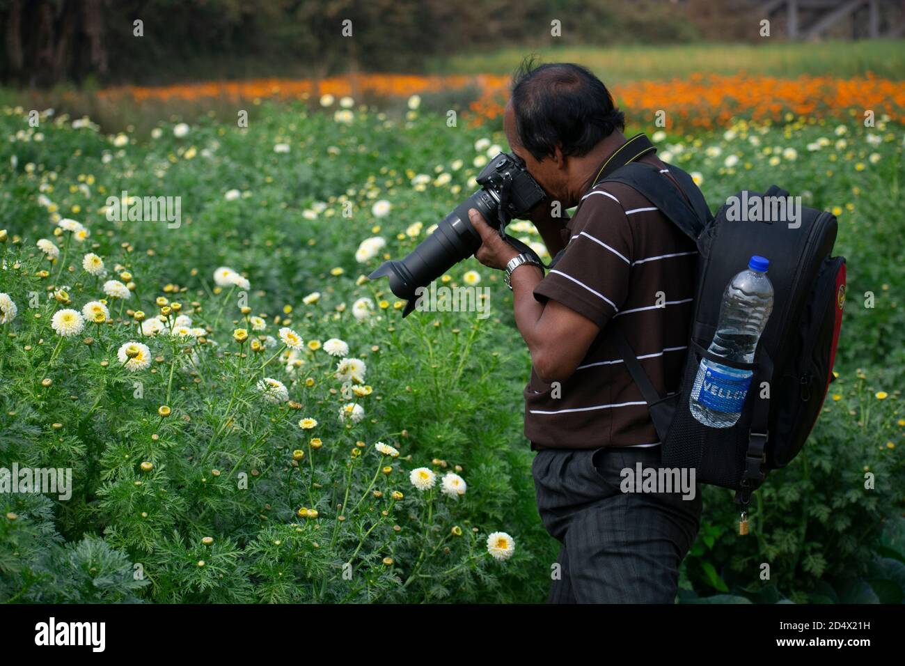 Khirai Midnavore, Westbengalen, Indien - 11. Oktober 2020 : ein Fotograf, der in einem Blumenfeld fotografiert. Stockfoto