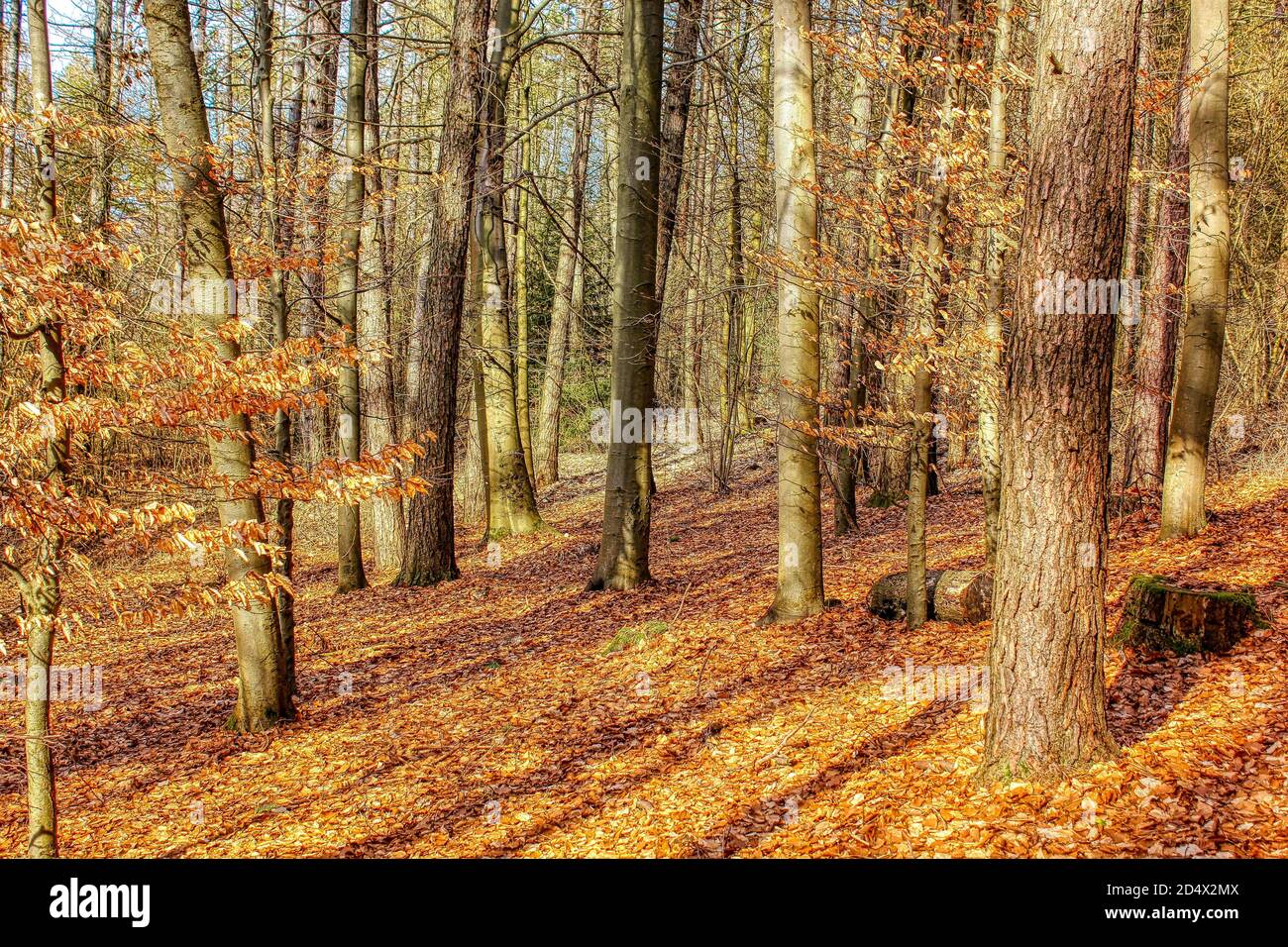 Die magische Welt des Waldes in bunten Farben / Wandern in der Natur ist gut für Seele und Körper Stockfoto